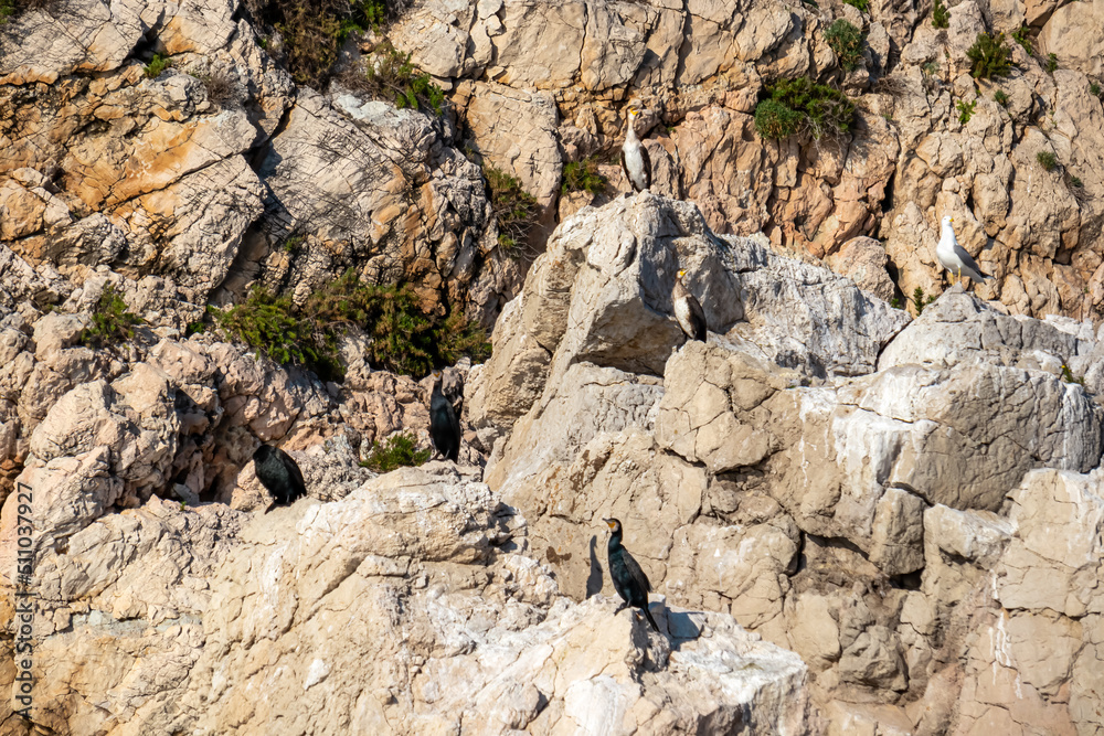 Flock of cormorant birds on a rocky sea shore of the Ionian Mediterranean sea, near Isola Bella in Taormina, Sicily, Italy, Europe, EU. Coastal wildlife on cliff rock formation Flock of cormorant birds on a rocky sea shore of the Ionian Mediterranean sea, near Isola Bella in Taormina, Sicily, Italy, Europe, EU. Coastal wildlife on cliff rock formation