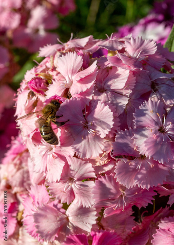 Apis melifera entrain de butiner des Oeillets Commun, dans un champs