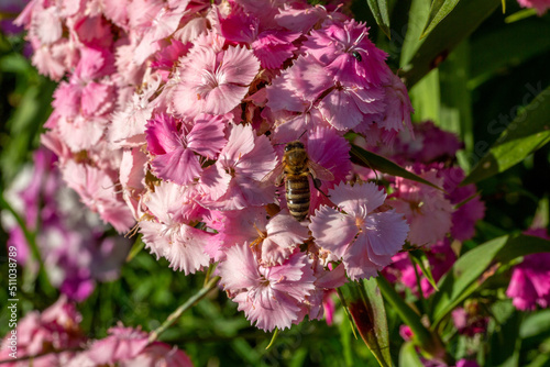 Pollinisateur entrain de butiner des Oeillet Commun