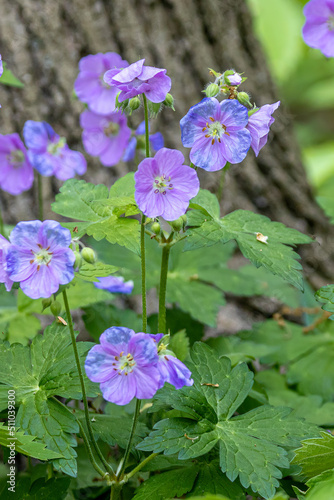 Wild Geranium