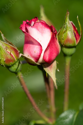 Blütenknospen - Rosen - Pflanze
