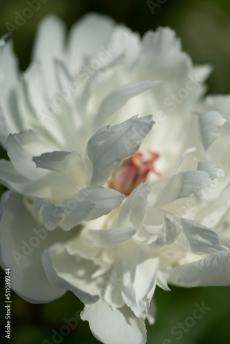 Rhododendron - weiße Blüte