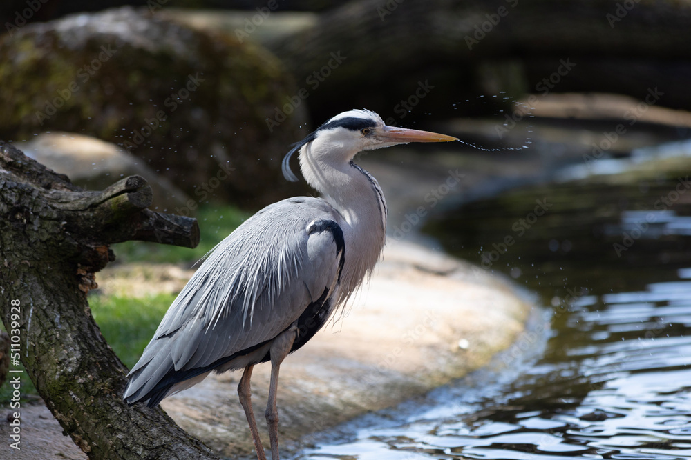 Fototapeta premium great blue heron Kanadareiher