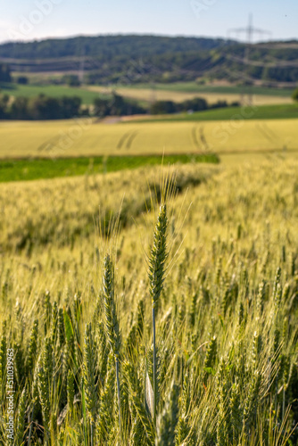 champs de blé et prairie dans une campagne vallonné et verdoyante