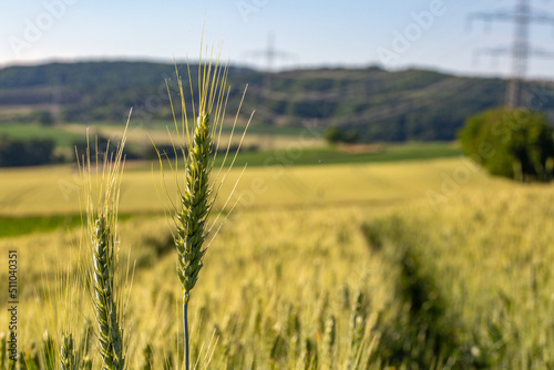 champs de blé et prairie dans une campagne vallonné et verdoyante