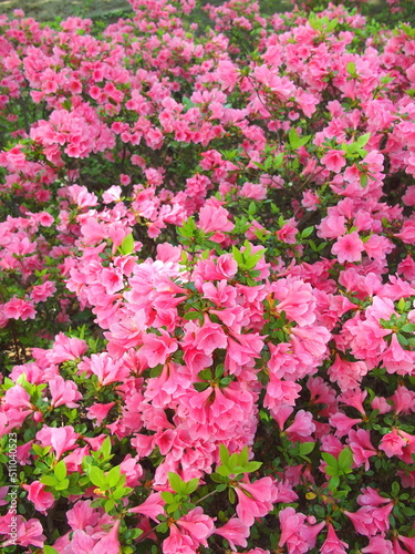春の公園に咲くピンクの躑躅 © smtd3