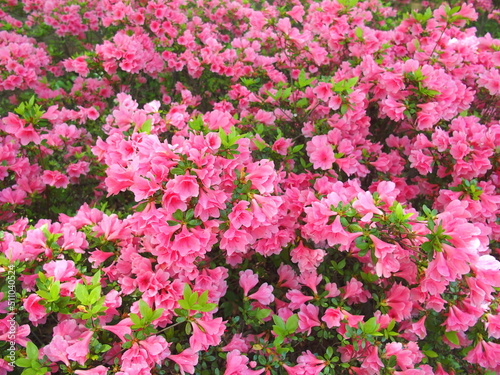 春の公園に咲くピンクの躑躅