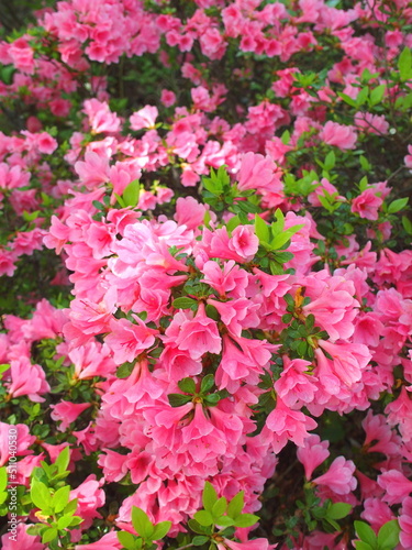Fototapeta Naklejka Na Ścianę i Meble -  春の公園に咲くピンクの躑躅
