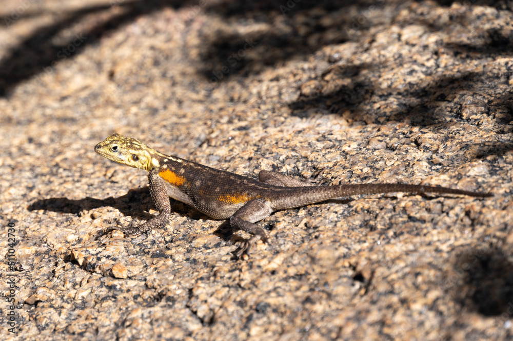 The Namib rock agama (Agama planiceps) climbing on a rock in Namibia Africa The Namib rock agama (Agama planiceps) climbing on a rock in Namibia Africa
