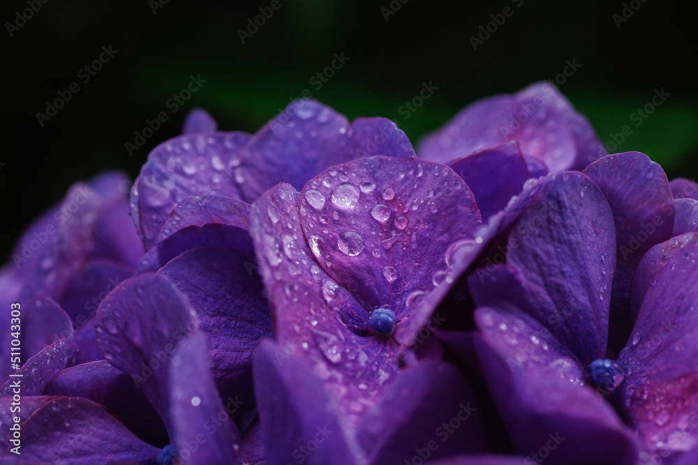 雨に濡れて水玉がついた紫のあじさい 雨に濡れて水玉がついた紫のあじさい