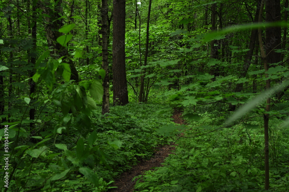 Fototapeta premium A forest is an area of land dominated by trees. Hundreds of definitions of forests are used worldwide, including factors such as tree density, tree height, land use, legal status, and ecological funct