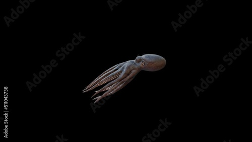 Octopus Swim animation.Full HD 1920×1080.3 Second Long.Transparent Alpha video.LOOP.