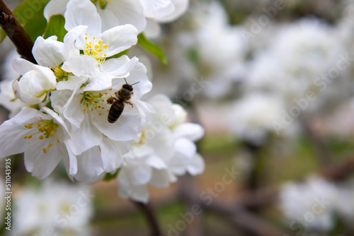 Beautiful Spring Nature background with Flowers Apple tree close up, soft focus. Branch with white Apple blossom on blurred garden background. Scenic natural Wallpaper or Web banner with copy space