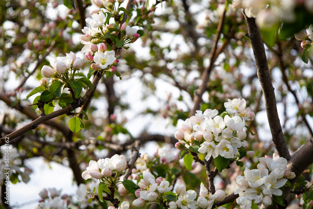 Beautiful Spring Nature background with Flowers Apple tree close up, soft focus. Branch with white Apple blossom on blurred garden background. Scenic natural Wallpaper or Web banner with copy space Beautiful Spring Nature background with Flowers Apple tree close up, soft focus. Branch with white Apple blossom on blurred garden background. Scenic natural Wallpaper or Web banner with copy space