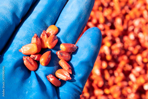 Corn seeds etched with an antifungal drug, seed protection.