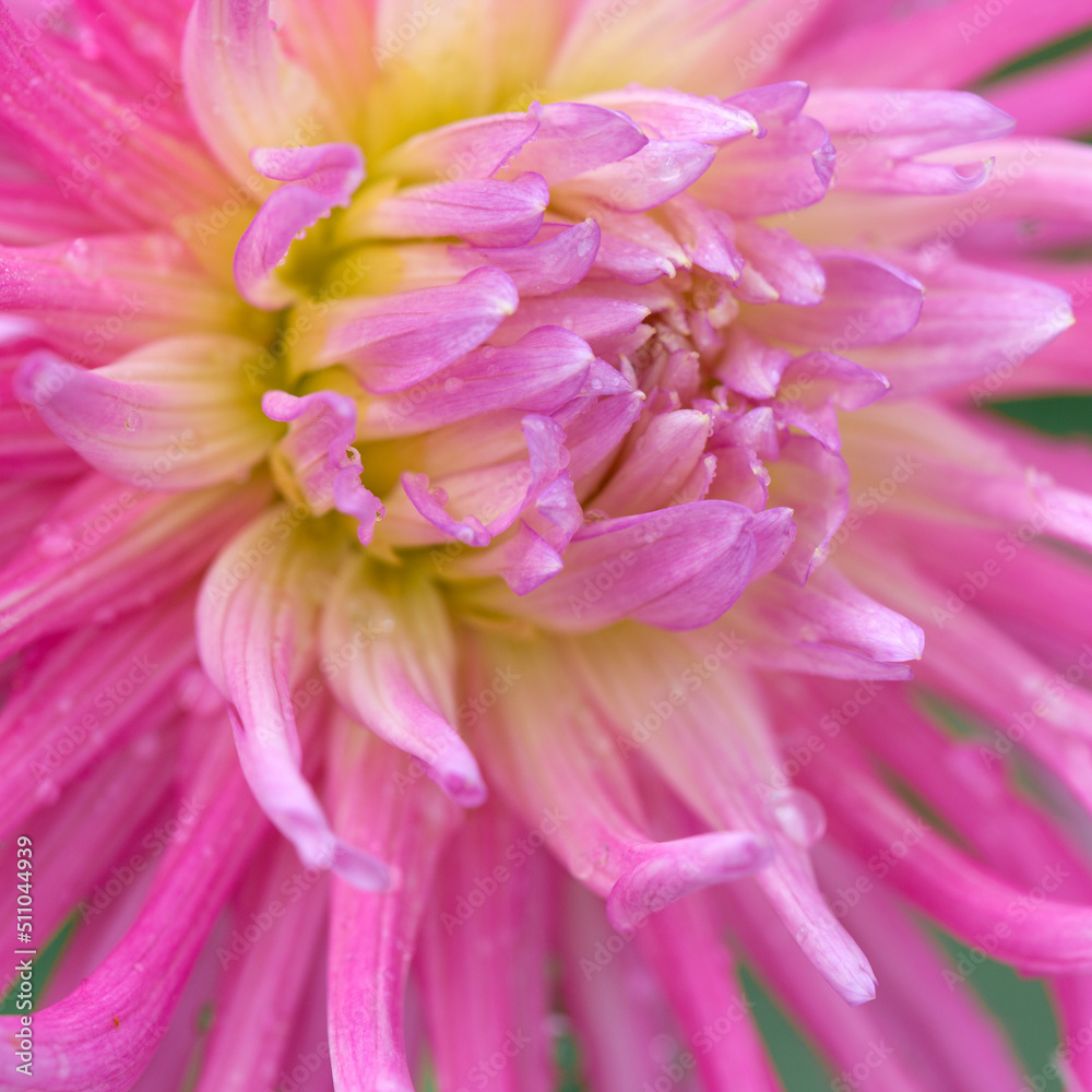 Macro photo of a pink dahlia. Flowers background