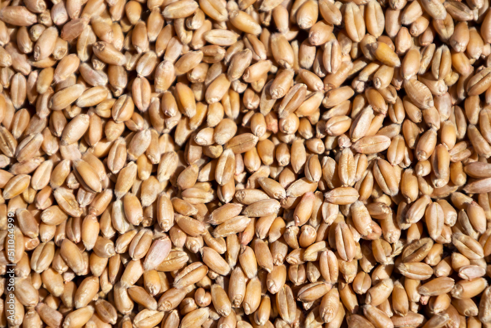 Wheat grains in sack. Close-up of cereal seeds. Wheat grains in sack. Close-up of cereal seeds.