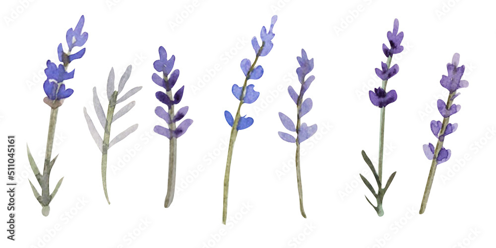 watercolor lavender isolated on white background