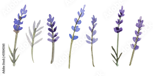 watercolor lavender isolated on white background