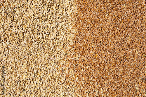 Mixture of different grains, golden wheat grains, background of mixed barley and oat seeds, mixture of cereals for animal feed, yellow corn texture