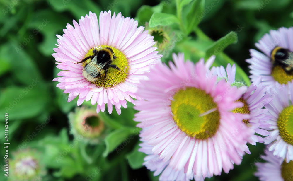 Bee resting on a Beach Aster flower, Derbyshire England
Bee resting on a Beach Aster flower, Derbyshire England