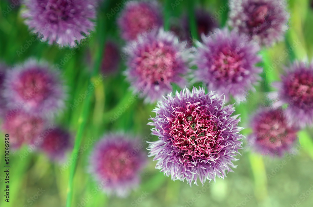 Close up overhead view of Chives flowers, Derbyshire England
Close up overhead view of Chives flowers, Derbyshire England