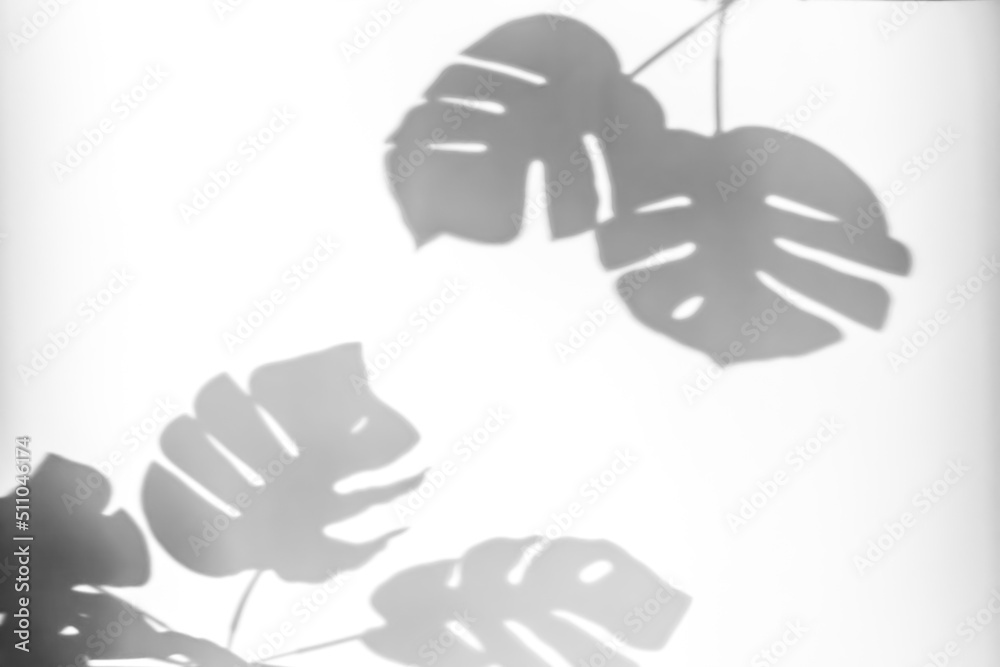 Obraz premium Shadows from plants on a white wall. Shadow of monstera leaves on a white background.