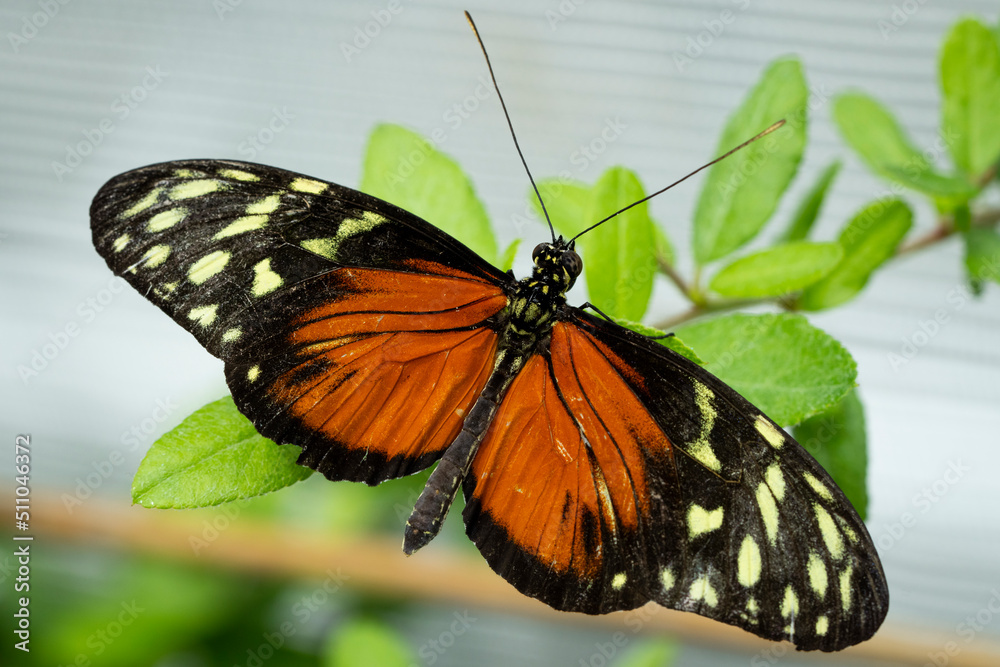 Tiger Longwing Butterfly flying freely in a vivarium. Tiger Longwing Butterfly flying freely in a vivarium.
