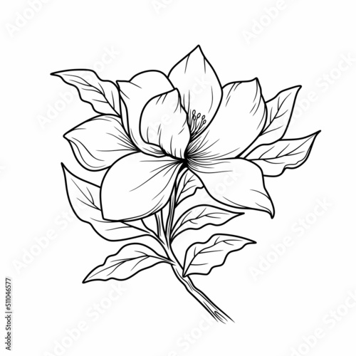 Magnolia Flower Outline vector on white background