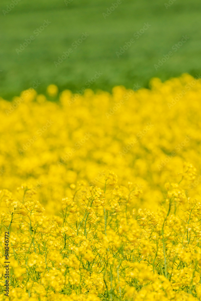 黄色い花が美しい菜の花 黄色い花が美しい菜の花