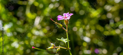Schilderij op canvas Geranium robertianum L.