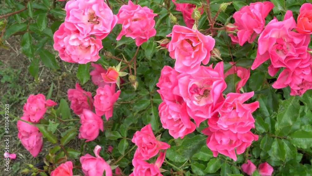 Video of harvesting red roses in the rose garden. Video of harvesting red roses in the rose garden.