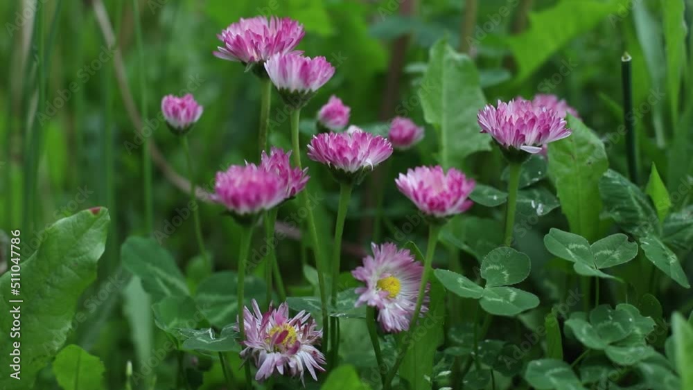 Wild flower in the meadow, summer nature background Wild flower in the meadow, summer nature background