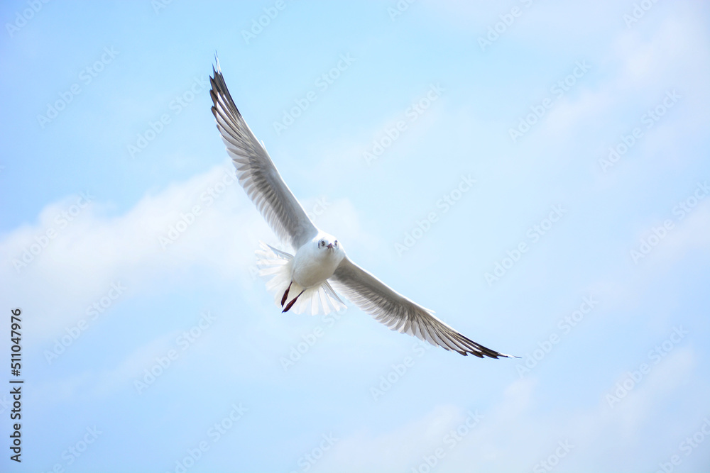 Obraz premium seagull in flight
