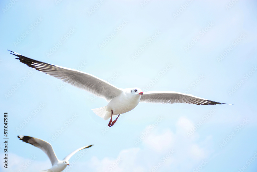 seagull in flight