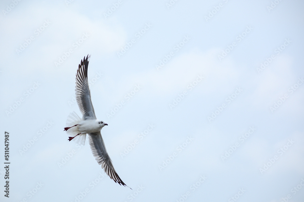 Obraz premium seagull in flight