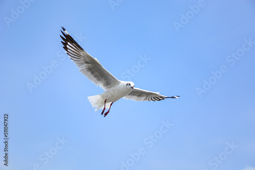 seagull in flight