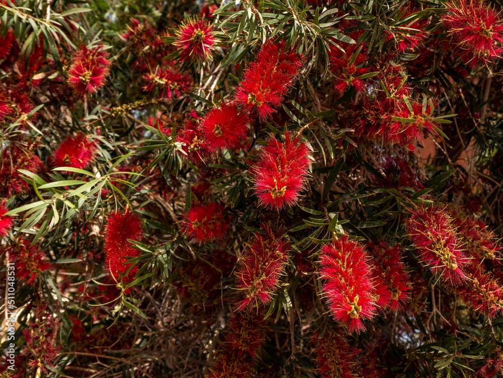 Spring landscape blooming green bush with red flowers. Spring landscape blooming green bush with red flowers.