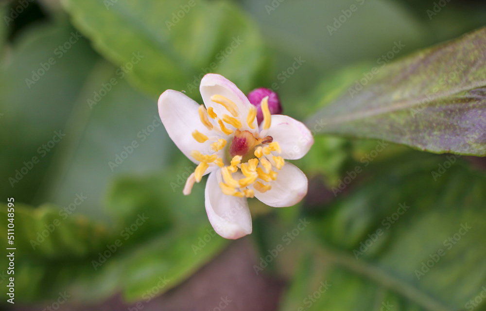 Obraz premium close up of a flower of a lemon tree 