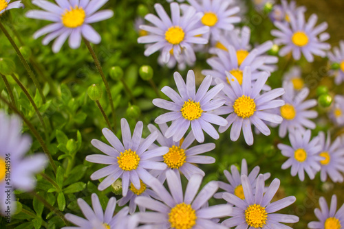 lilah daisies in the garden