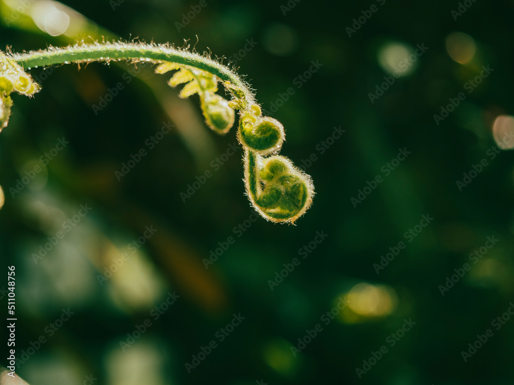 Lush green rainforest plants in a tropical greenhouse. Lush green rainforest plants in a tropical greenhouse.
