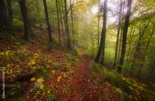 Fototapeta Naklejka Na Ścianę i Meble -  Foggy day in the forest