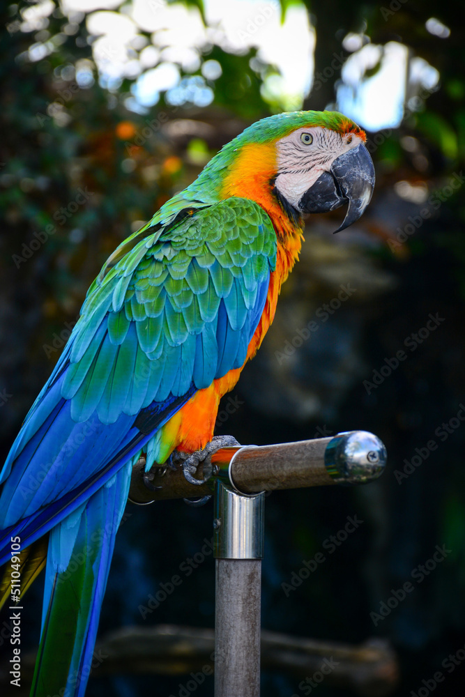 Obraz premium blue and yellow macaw