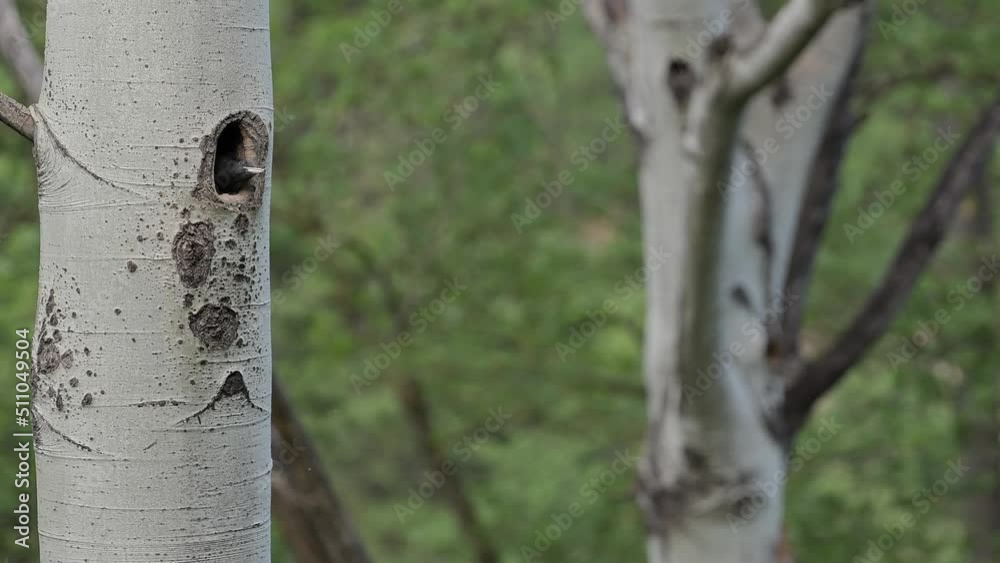 Young black woodpecker female waits mom on nest (Dryocopus martius) Young black woodpecker female waits mom on nest (Dryocopus martius)