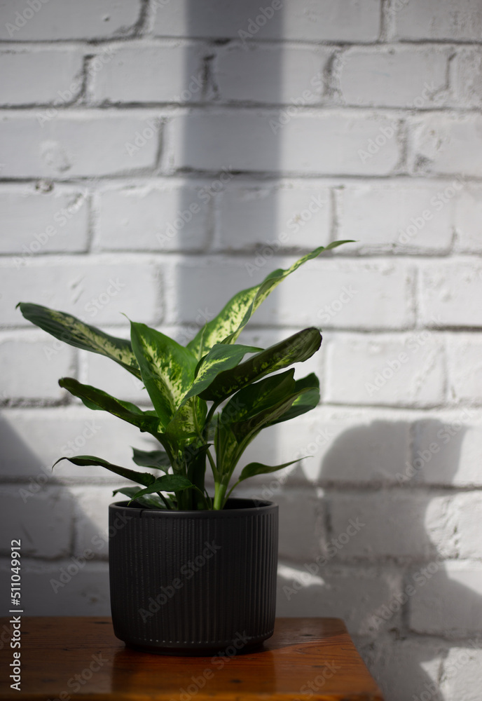 houseplant Dieffenbachia on a background of white brick wall in the sun houseplant Dieffenbachia on a background of white brick wall in the sun