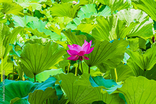 蓮の花