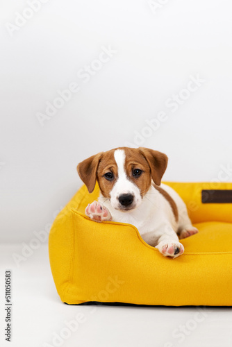 Cute Jack Russell Terrier puppy resting on a yellow dog bed. Adorable puppy Jack Russell Terrier at home, looking at the camera