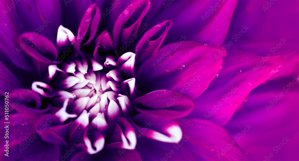 Macro photo of a purple dahlia flower background. Macro photo of a purple dahlia flower background.