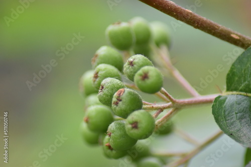 unreife Beeren - Aronia prunifolia Nero photo