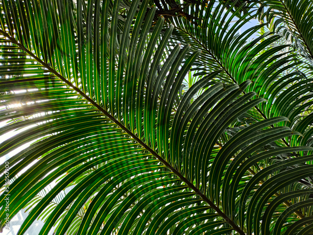 Palm tree leaves closeup view. Rays of the sun passing through palm leaves Palm tree leaves closeup view. Rays of the sun passing through palm leaves